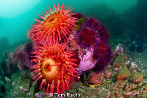 Anemones and Urchins
Puget Sound, WA, U.S.A. by Tom Radio 